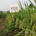 High Quality Natural organic rice seeds